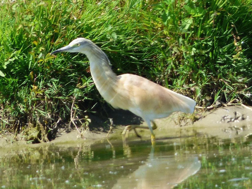 Sgarza ciuffetto